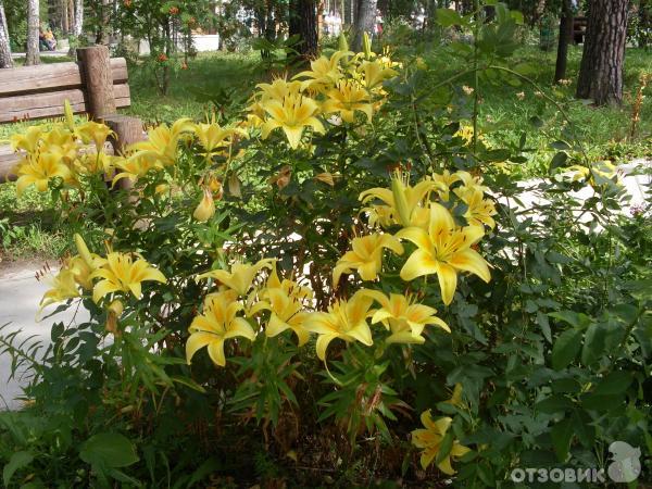 Монастырь Ганина Яма (Россия, Свердловская область) фото