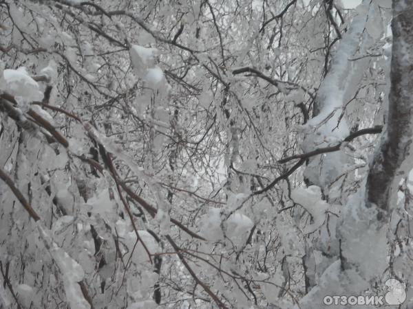 село пелипец межгорского района закарпатской области фото