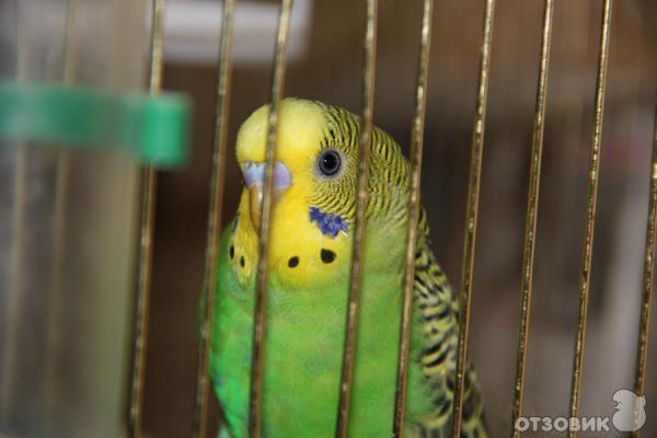 Как разговаривают волнистые попугаи. Смешные волнистые попугайчики. Как научить попугая разговаривать. Волнистый попугай зеленый кеша. Говорящий попугай волнистый девочка.