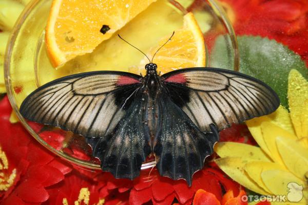 Бабочка на рассвете. Парк живых бабочек самара. Papilio clytia бабочка. Шоу бабочек казань. Тропические бабочки казань.