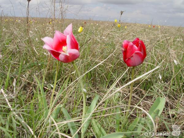 Тюльпановое поле в Волгограде