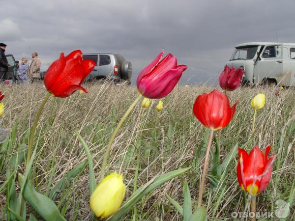 Тюльпановое поле в Волгограде