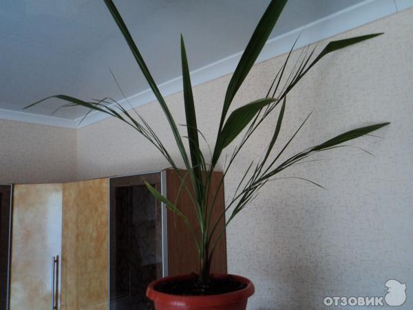 Как вырастить финиковую пальму из косточки: полезные советы | myDecor