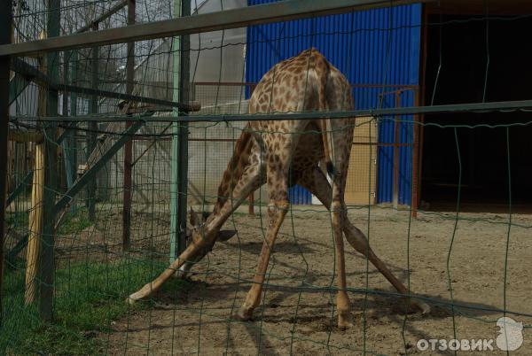Сафари Парк Краснодар Цена