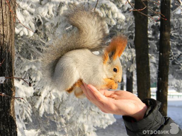 Санаторий Барнаульский фото