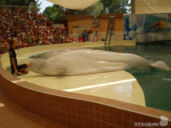 Дельфинарий Troy Aqua & Dolphinarium (Турция, Белек) фото