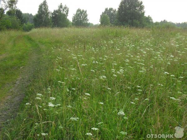 Отдых на Сибирской речке Тугояковке фото