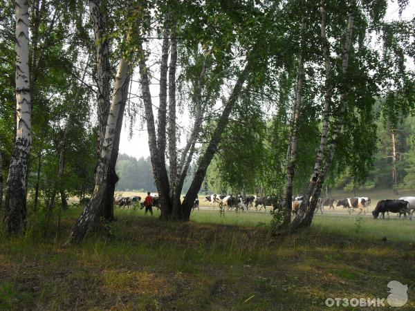 Отдых на Сибирской речке Тугояковке фото