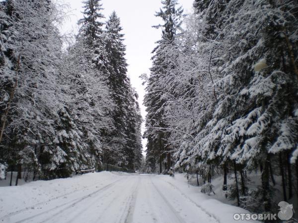 Лесные Дали Фото