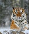 Free-tiger