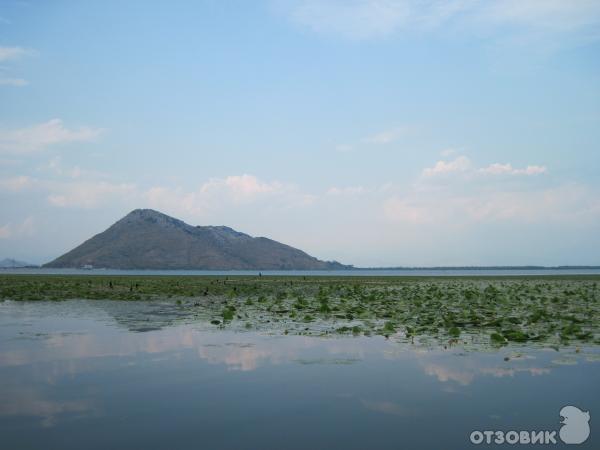 Скадарское озеро (Черногория) фото